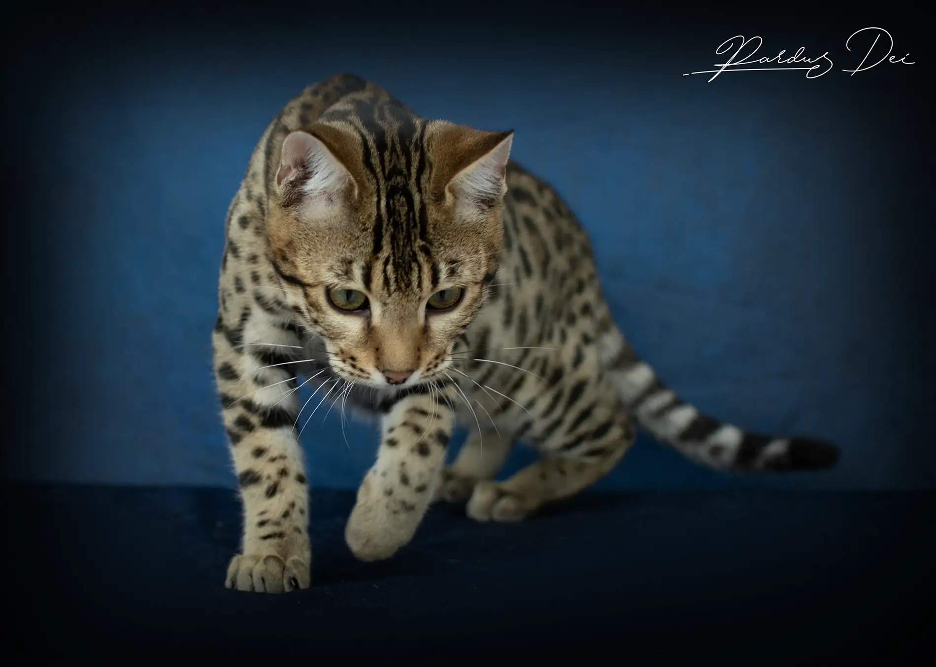 chat bengal